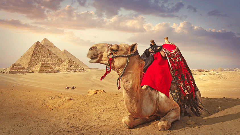 egipto-camello.png