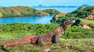 Viajes a Asia KOMODO